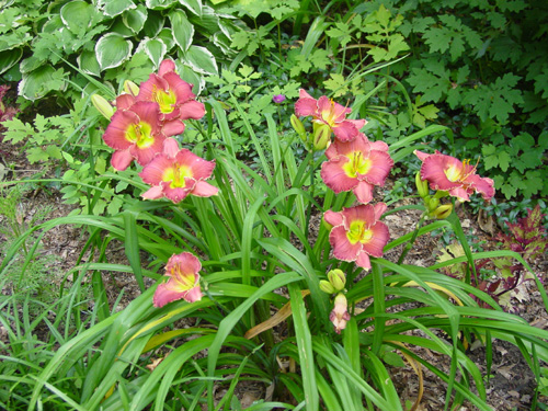 Daylily red and yellow
